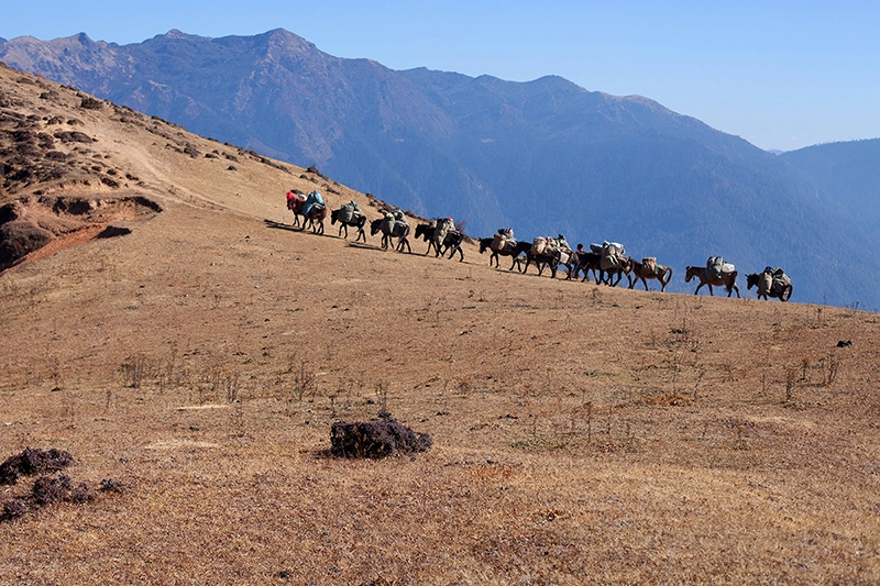 Trekking